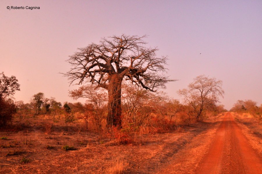 Cosa vedere in Ghana Togo e Benin i grandi baobab