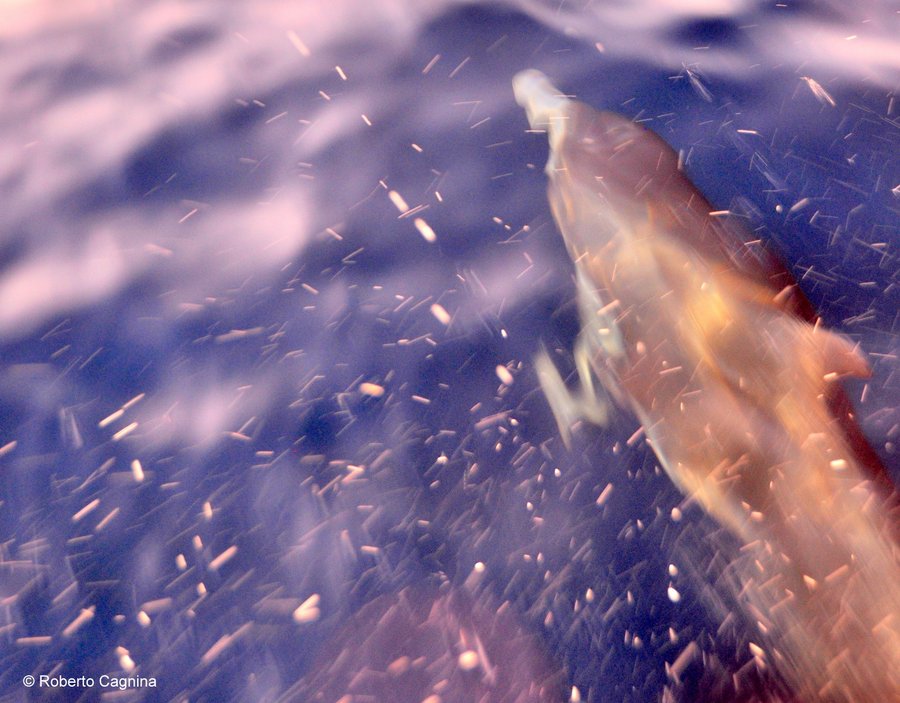 Consigli utili per organizzare un viaggio a Ibiza in barca si avvistano i delfini