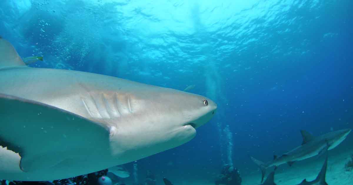 Immersione con gli squali a Stuart Cove nassau-bahamas