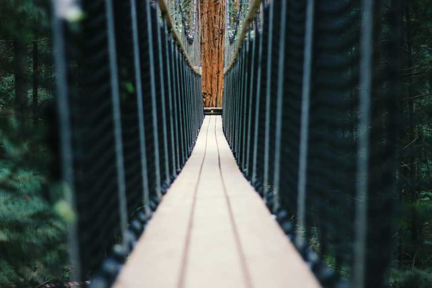 Redwoods-Treewalk-Rotorua