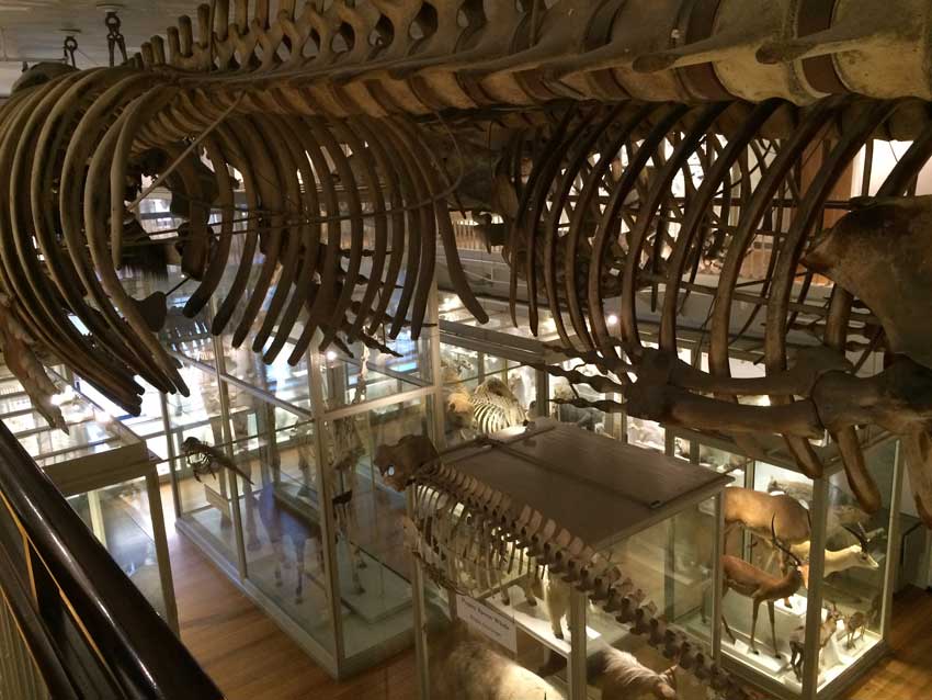 Visita il Museo di Storia Naturale di Harvard