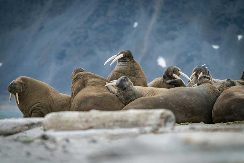 Isola di Svalbard in Norvegia