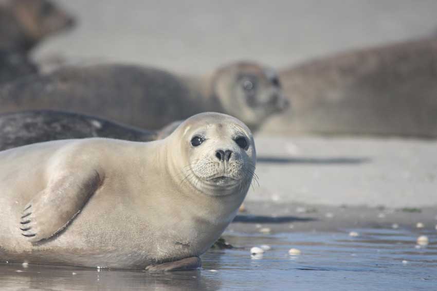 foca grigia